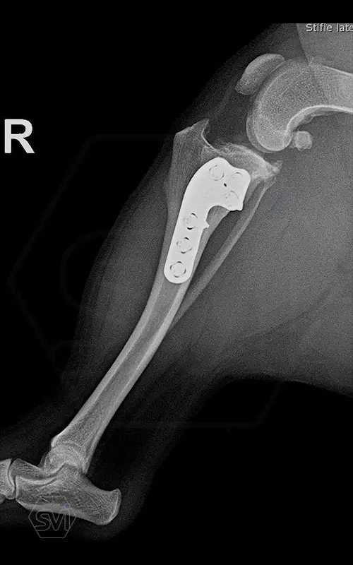 TPLO 2.4 mm with polyaxial precontured plate 1