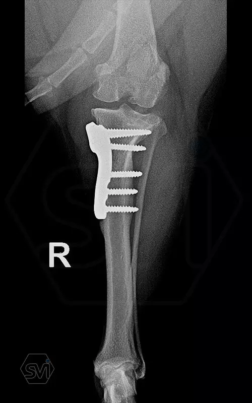 TPLO 2.4 mm with polyaxial precontured plate 2