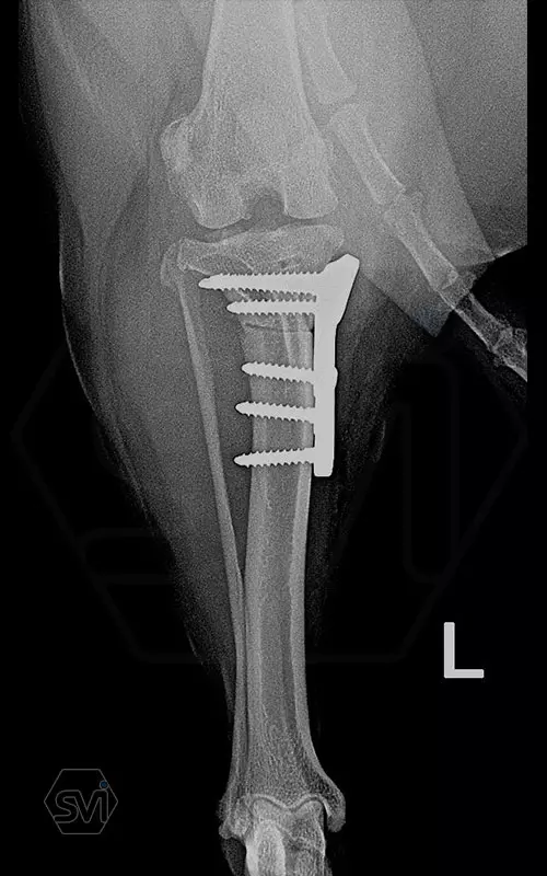 TPLO 2.4 mm with polyaxial precontured plate 3