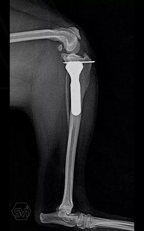 TPLO-M with one and a half year control 1
