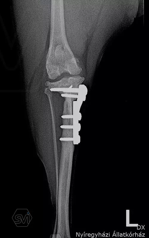 TPLO-M with one and a half year control 2